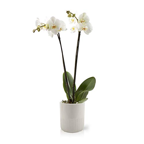 Color Orchids Live Double Stem Phalaenopsis Ceramic Pot, 20'-24' Tall, White Blooms Orchid Plant