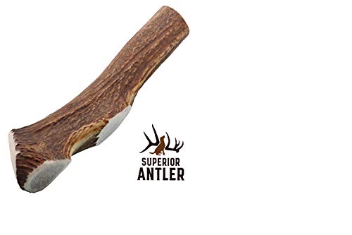 1-GIANT-JUMBO Whole Elk Antler for Dogs –XXXL All Natural premium Grade A. Antler Chew. Naturally Shed, Hand-picked, and made in the USA. NO ODOR, NO MESS. GUARANTEED SATISFACTION. For dogs 60-90+ Lbs