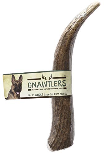 Gnawtlers - Premium Elk Antlers for Dogs, Naturally Shed Elk Antlers, All Natural Elk Antler Dog Chew, Specially Selected from The Heartland Regions (Large)