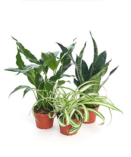 Shop Succulents | Variety Collection | Hand Selected, Air Purifying Mixed Bundle of Live Indoor/Outdoor House Plant in 4' Grow Pot, 3-Pack