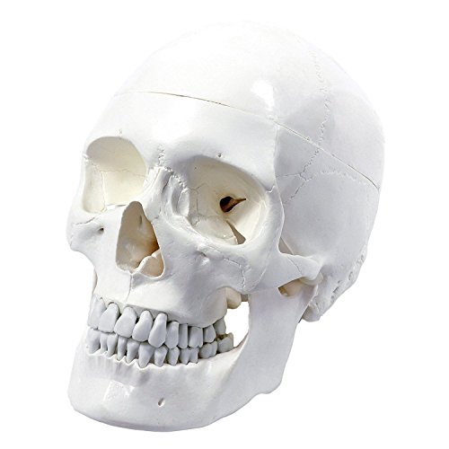 Wellden Medical Anatomical Human Skull Model, Classic, 3-Part, Life Size