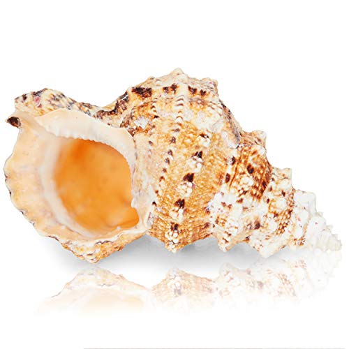 Juvale Large Natural Conch Sea Shell (5 to 7 in.)