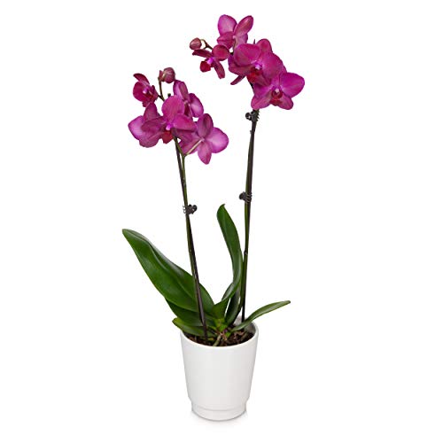 Just Add Ice JAI242 Orchid Easy Care Live Plants, 5” Diameter, Purple