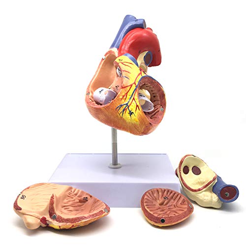 2X Enlarged Human Heart Anatomical Model,Anatomically Accurate Heart Model Human Skeleton Anatomy for Science Classroom Study Display Teaching Medical Model