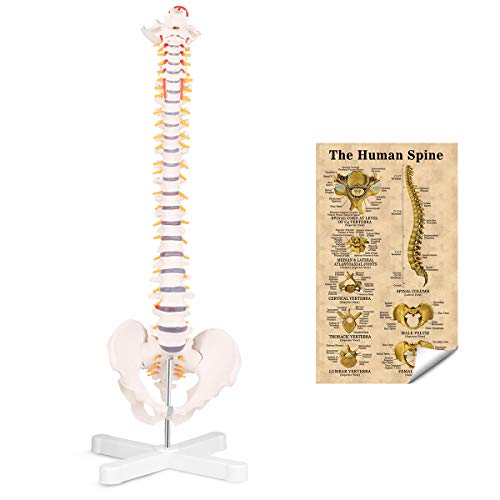 LYOU Flexible Spine Model, 31'' Life Size Spine Anatomical Model with Vertebrae, Nerves, Arteries, Lumbar Column and Male Pelvis, Colorful Poster Include