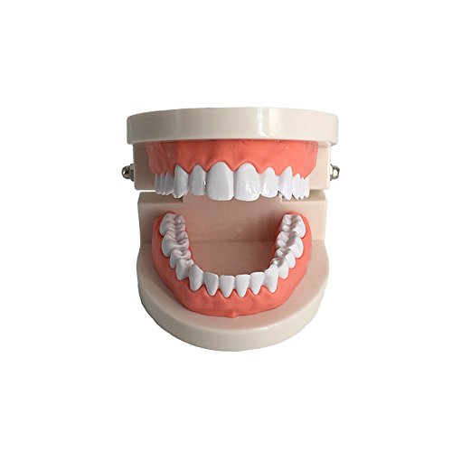 Standard Teeth Model, YOUYA DENTAL Kids Dental Teaching Study Supplies Adult Standard Typodont Demonstration Teeth Model(Without Wisdom Teeth)