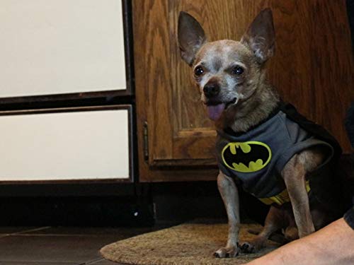 Senior Chihuahua Celebrates Birthday With Rock-And-Roll Themed Party