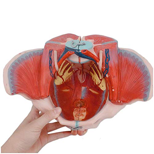 Female Pelvis Model Pelvic Floor Muscle and Neurovascular Lumbar Pelvis Anatomy with Removable Organs, 4-Part, Life Size,Medical Models & Educational Materials