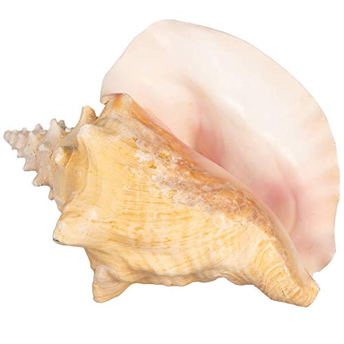 Conch Seashell Shell (Bahama Conch 8-10') | Plus Free Nautical Ebook by Joseph Rains