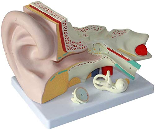 LBYLYH Anatomical Model of Human Body - Anatomical Model of Human Giant Ear - Ear Model Detachable Kits Educational Database - for Assistance in Training