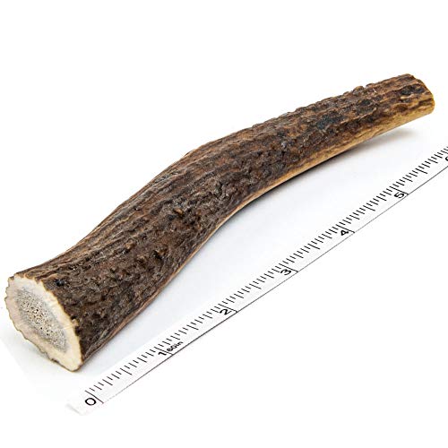 Devil Dog Pet Co Antler Dog Chew - Premium Elk Antlers for Dogs - Long Lasting Dog Bones for Aggressive Chewers - No Mess No Odor - Wild Shed in The USA - Veteran Owned (Medium)
