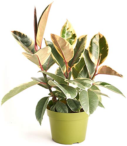 Shop Succulents | Rubber Ficus Tineke' House Plant in 6' Grow Pot, Hand Selected, Easy Care,