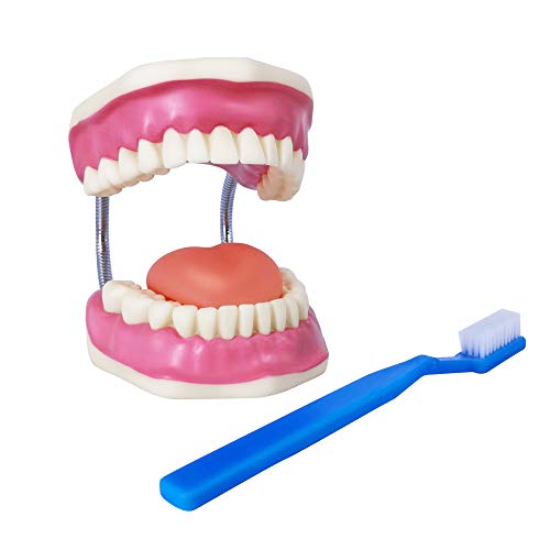 Evotech Dental Teeth Care Model, W/Giant Toothbrush, 32 Teeth, Kids Dental Care Teaching Demonstration Model, Adult Standard Typodont Demonstration Teeth Model