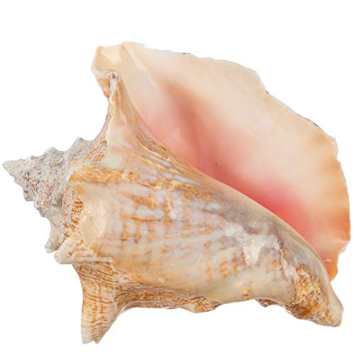 Conch Sea Shell | Garden Quality 6'-8' Conch Shell | Imperfect Conch Sea Shell | Plus Free Nautical eBook by Joseph Rains