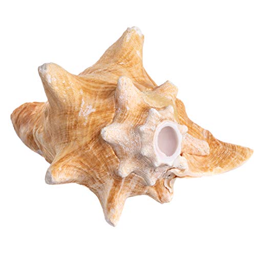 Conch Shell Horn | 1 Conch Shell Horn Sea Shell 6-7' | Plus Free Nautical Ebook by Joseph Rains