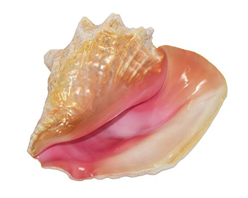 Nautical Beach Decor Jumbo Huge Bahama Queen Conch Seashell (Pink) - Bahamas Pink Conch Shell - 9-10 inch