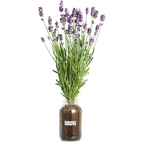Back to the Roots Organic Lavender Year Round, Windowsill Indoor Garden Kit