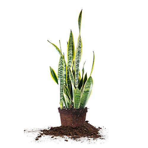 Perfect Plants Snake Plant Trifasciata 16in Tall | Easy Care Houseplant | Perfect for Low to Bright Light Conditions, 6 in Grower's Pot, Sansevieria Laurentii