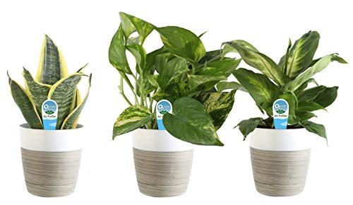 Costa Farms Clean Air 3-Pack O2 for You Live House Plant Collection, White Decor Planter