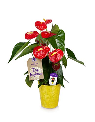 Happy Hearts Red Anthurium Plant 15-Inch To 18-Inch Tall In Yellow Ceramic Container, From Hallmark Flowers