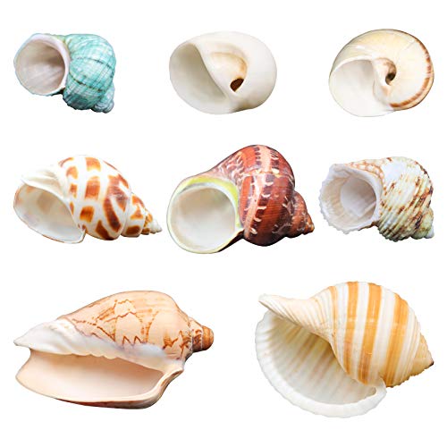 Hermit Crab Shells/Turbo Shells/8Pcs Assorted Turbo Shells/Hermit Crab House for Décor/Seashell Opening Size 0.79'-2.36'-Handpicked Turbo Growth Seashell Natural Sea Conch Hermit Crab Supplies (8Pcs)