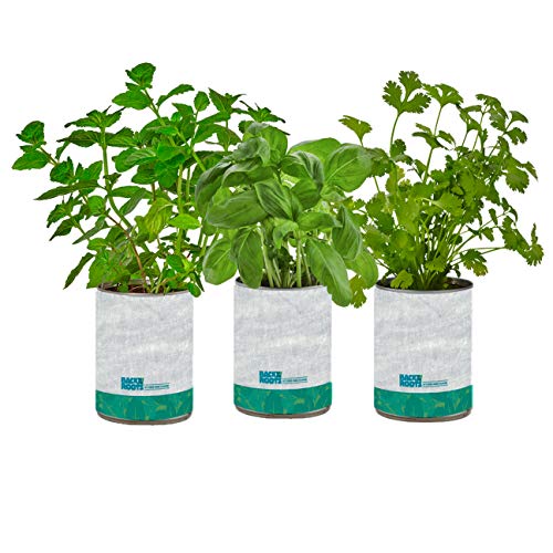 Back to the Roots 22206 New Kitchen Garden Complete Herb Kit Variety Pack of Basil, Mint, and Cilantro Seeds