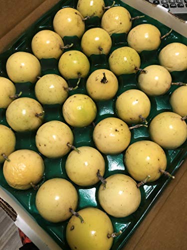 USA Fresh Yellow Passion Fruit - Tropical and Exotic Florida Grown PassionFruit - (AKA Gold Passionfruit Parcha Parchita Maracuya Maracuja Chinola lilikoi) - 5LB