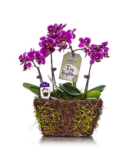 Orchid Flower Plant, Purple in 4-Inch Twig and Moss Container, From Hallmark Flowers