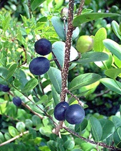 Chrysobalanus icaco COCOPLUM sweet exotic tropical plum edible fruit seed 5 SEED