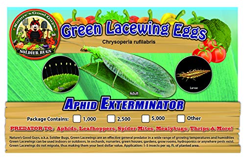 Green Lacewing 10,000 Eggs - Organic Natural Aphid Control