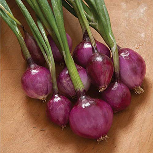 David's Garden Seeds Onion Long-Day Purplette SL8372 (Purple) 200 Non-GMO, Organic Seeds