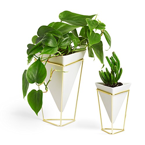Umbra Trigg Geometric Planter, Wall and Desk Decor Ceramic Containers and Vases-for Succulents, Air, Mini Cactus, Faux Plant, White/Brass