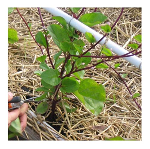 David's Garden Seeds Greens Leafy Spinach Malabar Red SL2437 (Purple) 200 Non-GMO, Open Pollinated Seeds