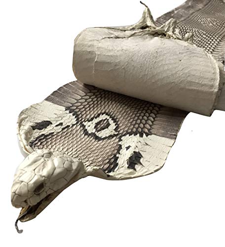 Asia Open Mouth Spitting Monocled Cobra Snake Skin Snakeskin Hide