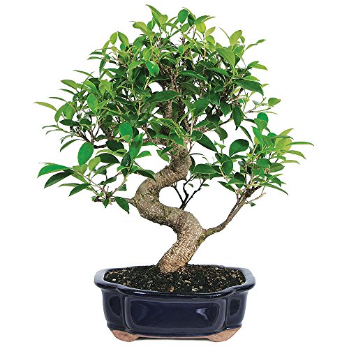 Brussel's Live Golden Gate Ficus Indoor Bonsai Tree - 7 Years Old; 8' to 10' Tall with Decorative Container