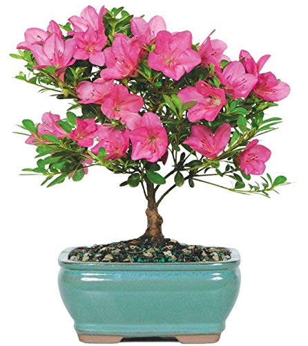 Brussel's Live Satsuki Azalea Outdoor Bonsai Tree - 5 Years Old; 6' to 8' Tall with Decorative Container