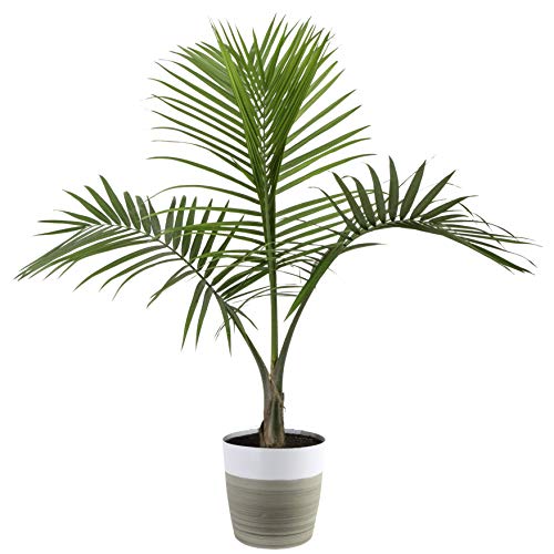 Costa Farms Majesty Palm Tree, Live Indoor Plant, 3 to 4-Feet Tall, Ships with Décor Planter, Fresh From Our Farm, Excellent Gift or Home Décor