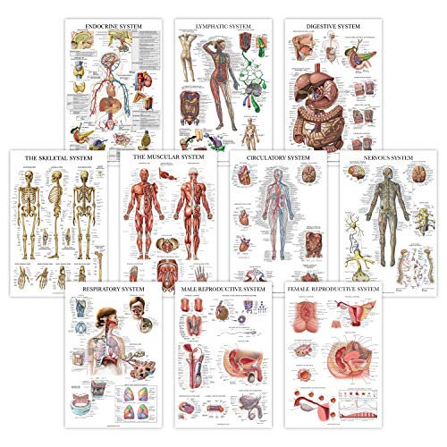 10 Pack - Anatomical Poster Set - Laminated - Muscular, Skeletal, Digestive, Respiratory, Circulatory, Endocrine, Lymphatic, Male & Female Reproductive, Nervous System, Anatomy Chart Set - 18' x 27'