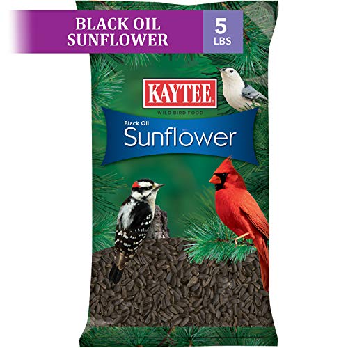 Kaytee Wild Bird Food Black Oil Sunflower - 5 Lb