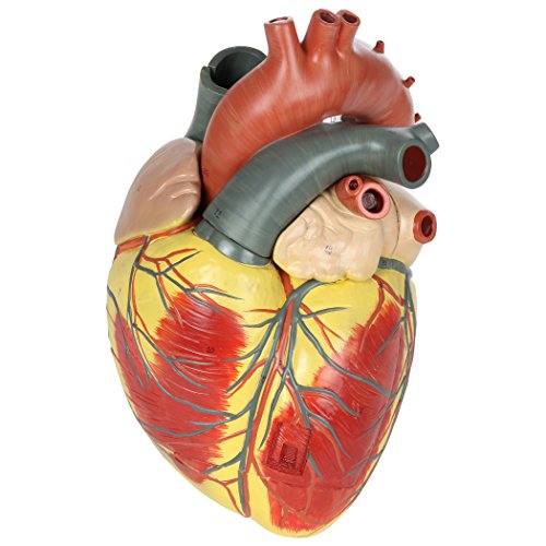 Axis Scientific Large Human Heart Model, 3x Life-Size, 3-Part Numbered Anatomical Heart Illustrates 34 Internal Structures, Magnetically Connected, Includes Product Manual, 3 Year No Hassle Warranty