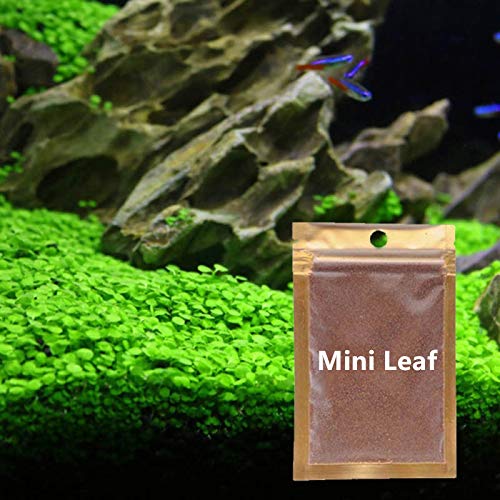 2 Pack Small Leaf Grass