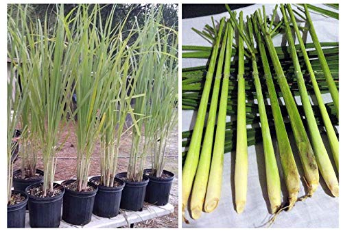 Lemongrass 12 Live Plants 7' Tall Fully Rooted Plant Fever Grass Citratus