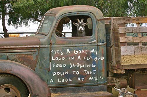 Goat Art Print on Paper, 18x24 inches Signed digital archival print, Goat in a truck, Farmhouse decor, Funny Goat Picture, Country home, Rustic home decor with Eagles song lyrics, Rustic truck art