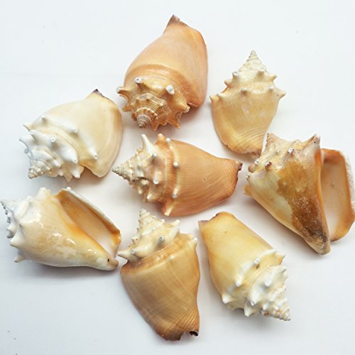 PEPPERLONELY 8PC Fighting Conch Sea Shells, 2 Inch ~ 3 Inch