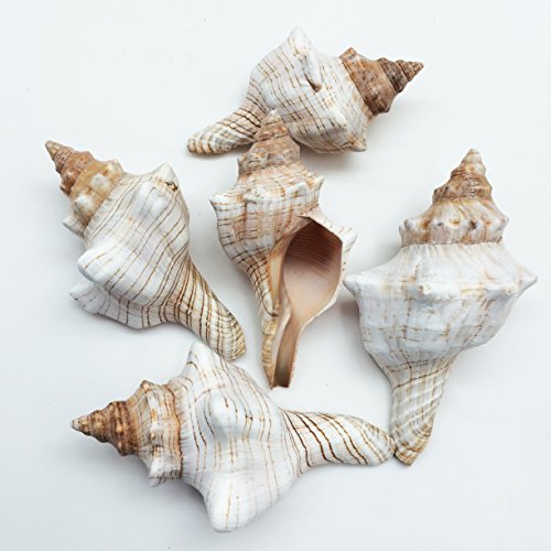 PEPPERLONELY 5PC Striped Fox Sea Shells, Horse Conchs, 2-1/2 Inch ~ 4 Inch