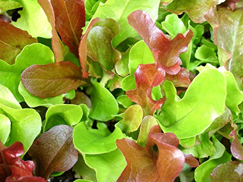 1,000+ Mesclun Lettuce Seeds- Salad Mix- 1,000+ 2020 Seeds