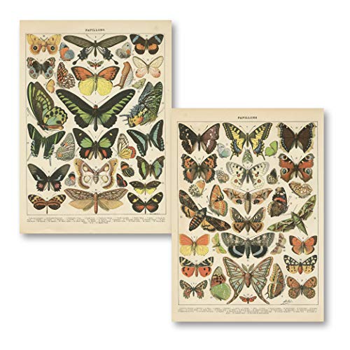 Gango Home Décor Popular Vintage French Types of Papillons Butterflies Set; Two 11x14in Paper Print Posters
