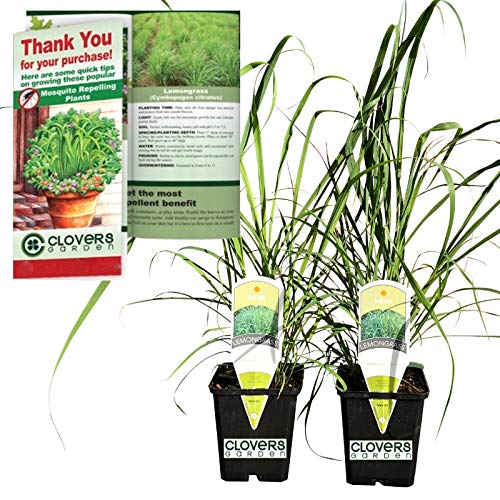 Clovers Garden 2 Large Lemongrass Plants Live - Mosquito Repellent Plants 4”– 7” Tall in 3.5” Pots - Non-GMO Edible Medicinal Herb Cymbopogon Citratus