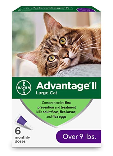 big kitty squeeze on treatment bayer elanco drops control pests medication meds pest advantage 2 six month 6 pack repellent