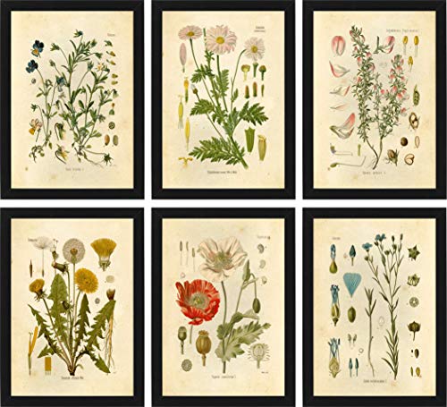 Ink Inc Botanical Prints Wildflower Prints Floral Wall Art - Set of 6-8x10 - Matte - Unframed